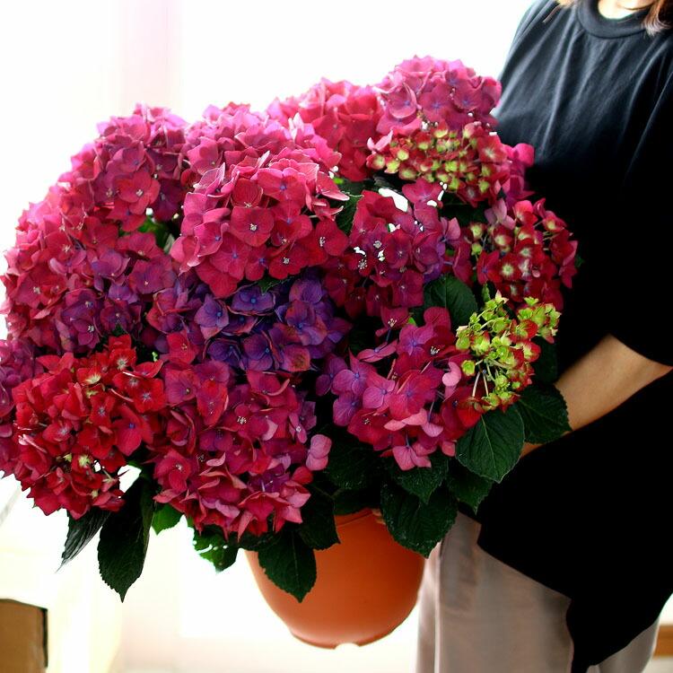 ☆ハイドランジア☆アジサイ☆☆8号鉢☆希少☆ ☆ハイドランジア☆アジサイ8号鉢☆希少☆