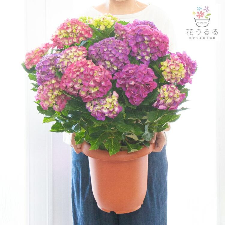 ☆ハイドランジア☆アジサイ☆レトロパープル☆5号鉢☆激レア☆商品説明確認要☆ 希少！アジサイ 響き○ハイドランジア ハイドランジャ ヒドランジア