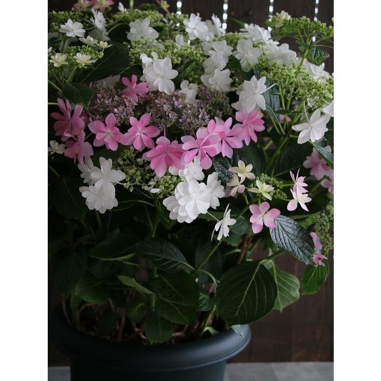 秋色アジサイ 品種 ハイドランジア アジサイ寄せ植え ウエディングドレス ダンスパーティー 10号鉢 紫陽花 あじさい 鉢植え アジサイ 紫陽花 秋色 品種 Hati Ajisai Dredan 花うるる ハンギング 寄せ植え通販 通販 Yahoo ショッピング