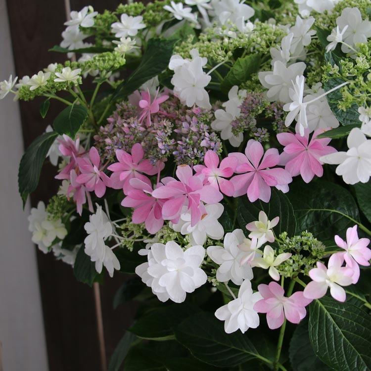 秋色アジサイ 品種 ハイドランジア アジサイ寄せ植え ウエディングドレス ダンスパーティー 10号鉢 紫陽花 あじさい 鉢植え アジサイ 紫陽花 秋色 品種 Hati Ajisai Dredan 花うるる ハンギング 寄せ植え通販 通販 Yahoo ショッピング