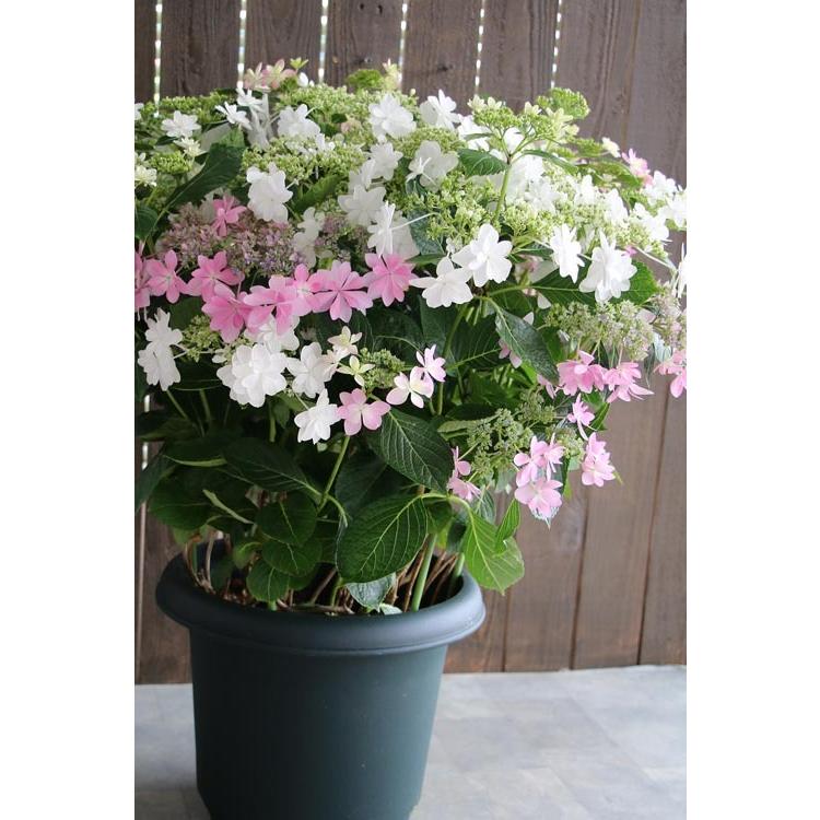 超格安価格 品種 秋色アジサイ 品種 秋色 紫陽花 アジサイ 鉢植え あじさい ギフトやご自宅用に ハイドランジア 品種 秋色 紫陽花 アジサイ 鉢植え 紫陽花 あじさい 10号鉢 ダンスパーティー ウエディングドレス アジサイ寄せ植え 生花 Kup Or Jp