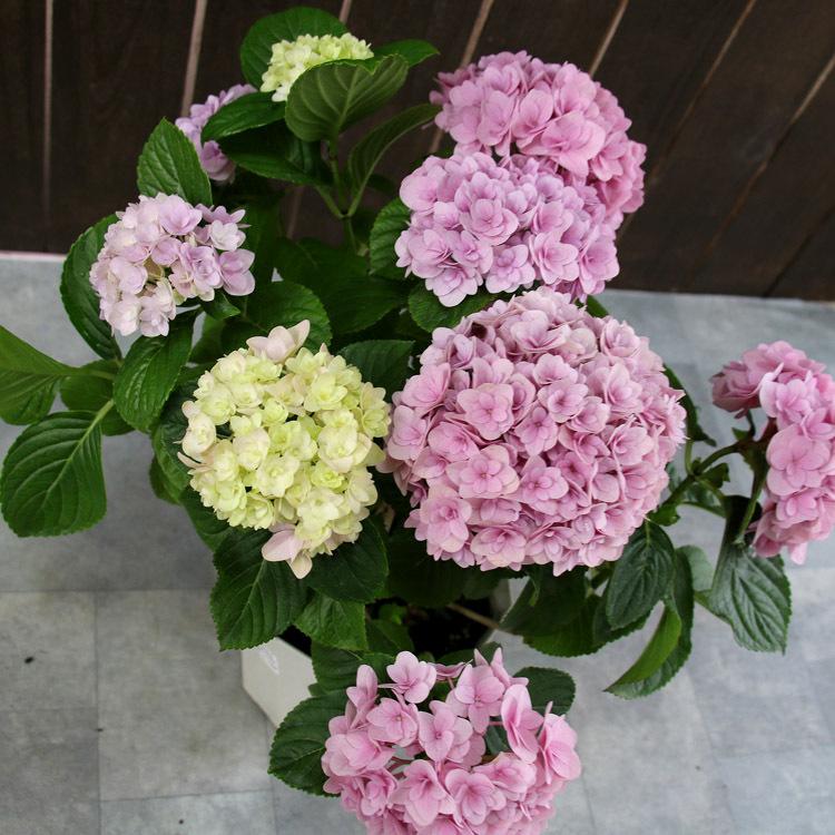 アジサイ [品種： ハイドランジア フェリナ ] 5号鉢 八重咲 紫陽花