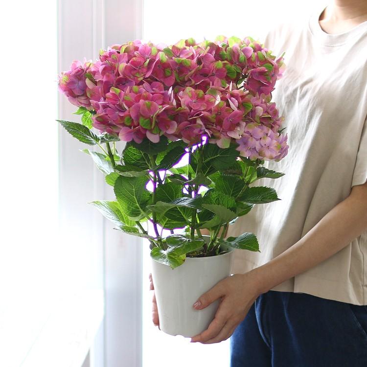 処分SALE／花なし 苗木として「グリーンファイヤー] 5号鉢 秋色