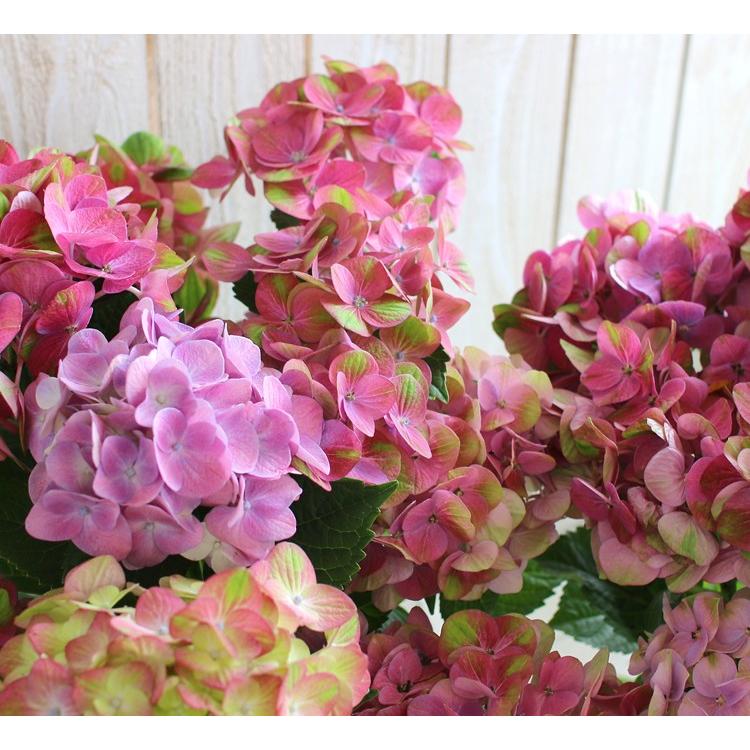 処分SALE／花なし 苗木として「グリーンファイヤー] 5号鉢 秋色
