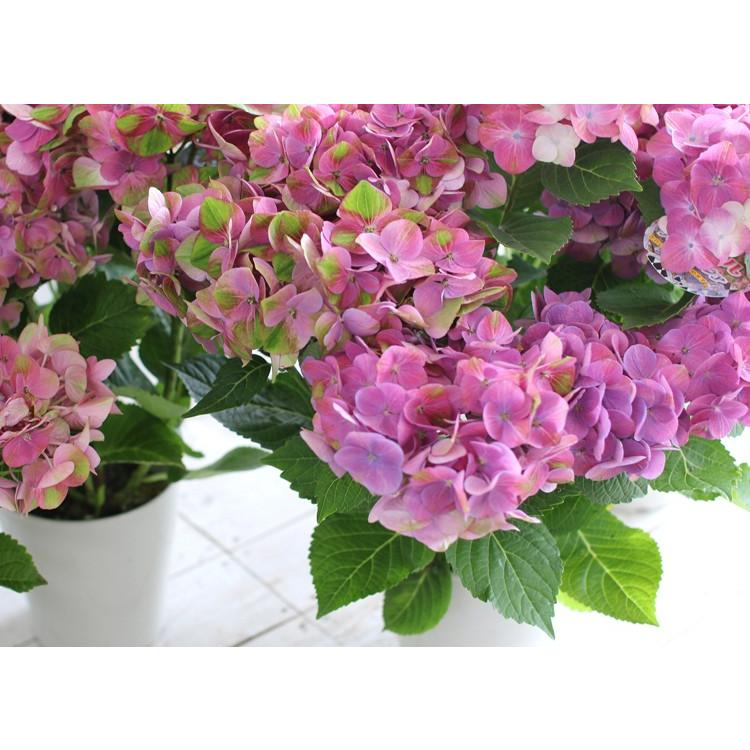処分SALE／花なし 苗木として「グリーンファイヤー] 5号鉢 秋色