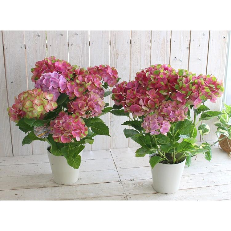 マ*ア様 【特選】　アジサイ　5寸6種6鉢　紫陽花 処分SALE／花なし 苗木として「グリーンファイヤー] 5号鉢 秋色