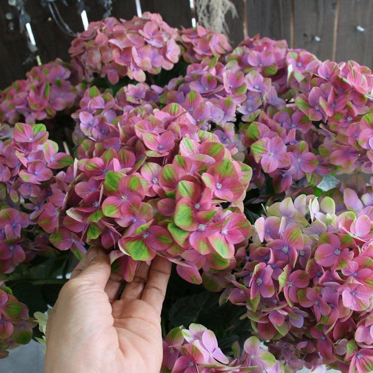 高品質 低価格 色変わりしながら咲く 秋色アジサイ 品種 ハイドランジア グリーンファイヤー パープル 8号鉢 アンティーク アジサイ あじさい 鉢植 アウトレットの商品一覧 Intech Medical Com