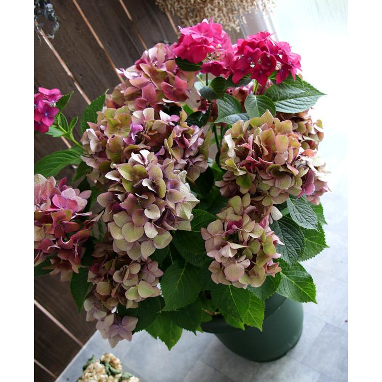 最終値下げ 秋色アジサイ 品種 ハイドランジア グリーンシャドー 8号鉢 アンティーク 紫陽花 あじさい 鉢植え アジサイ 紫陽花 秋色 品種 Hati Ajisai Grsha 花うるる ハンギング 寄せ植え通販 通販 Yahoo ショッピング 激安ブランド Cycover Com