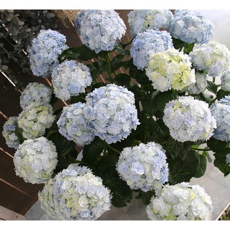 アジサイ 品種 ハイドランジア 宝山 ８号鉢 アンティーク 紫陽花 あじさい 鉢植え アジサイ 紫陽花 品種 Hati Ajisai Hozan 花うるる ハンギング 寄せ植え通販 通販 Yahoo ショッピング