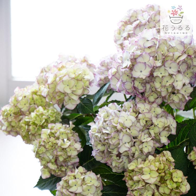 レア品種 秋色アジサイ 君の名は 10号鉢 紫陽花 ハイドランジア あじさい 鉢植え アジサイ 紫陽花 秋色 品種 ハイドランシア Hati Ajisai Kimino 花うるる ハンギング 寄せ植え通販 通販 Yahoo ショッピング