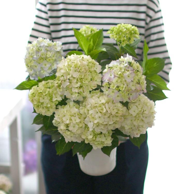 処分SALE／花なし 苗木として 「桂の舞姫」5号鉢 山あじさい 紫陽花