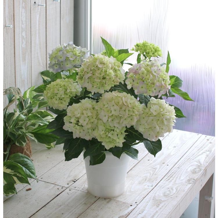 処分SALE／花なし 苗木として 「桂の舞姫」5号鉢 山あじさい 紫陽花