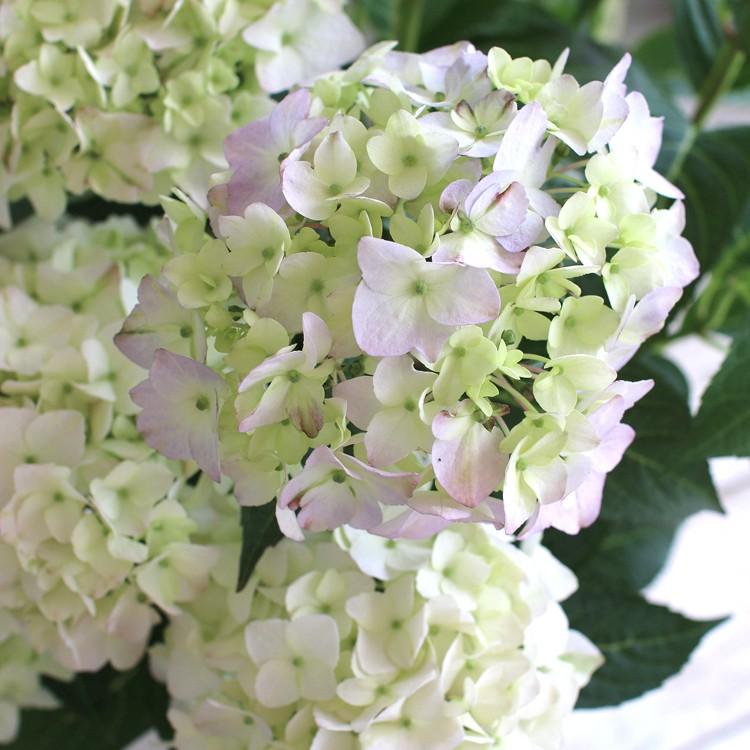 処分SALE／花なし 苗木として 「桂の舞姫」5号鉢 山あじさい 紫陽花