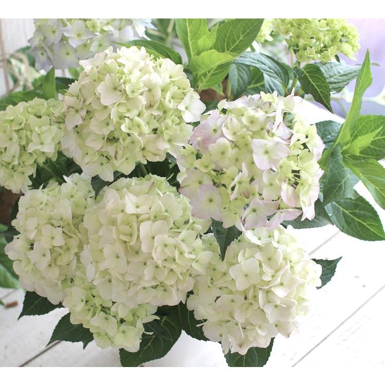 処分SALE／花なし 苗木として 「桂の舞姫」5号鉢 山あじさい 紫陽花