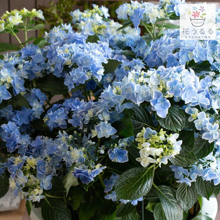 圧巻のインパクト／巨大鉢植え 秋色アジサイ [品種：コンペイトウ
