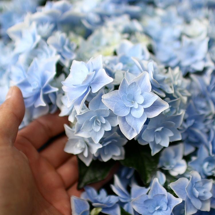 圧巻のインパクト／巨大鉢植え 秋色アジサイ [品種：コンペイトウ