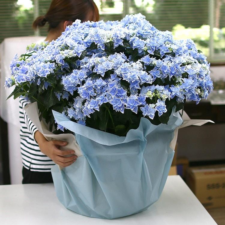 圧巻のインパクト／巨大鉢植え 秋色アジサイ [品種：コンペイトウ