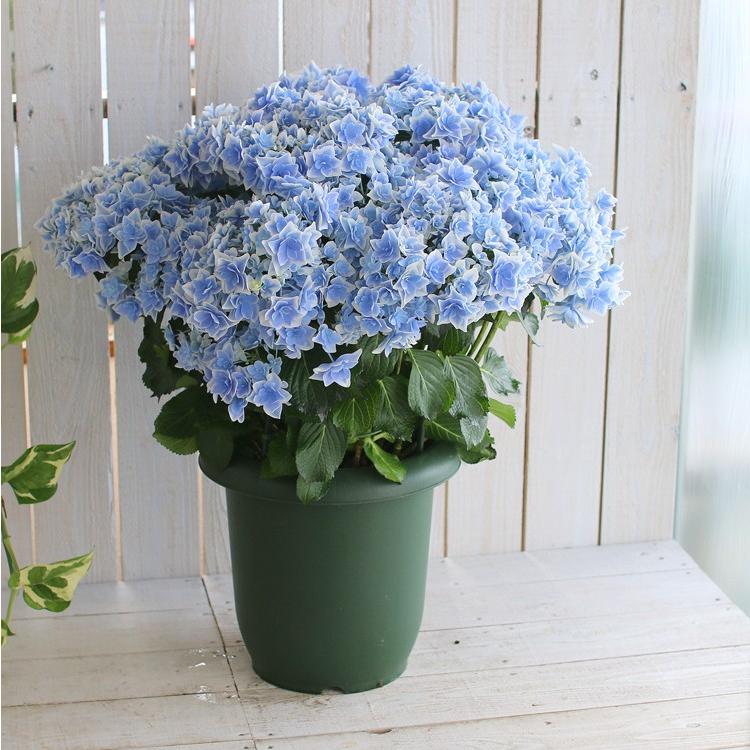 秋色アジサイ 品種 マジカルシリーズ マジカル ハイドランジア コンペイトウ スマイル ブルー ８号鉢 紫陽花 あじさい 鉢植え アジサイ 紫陽花 秋色 品種 Hati Ajisai Konpeiblue 花うるる ハンギング 寄せ植え通販 通販 Yahoo ショッピング