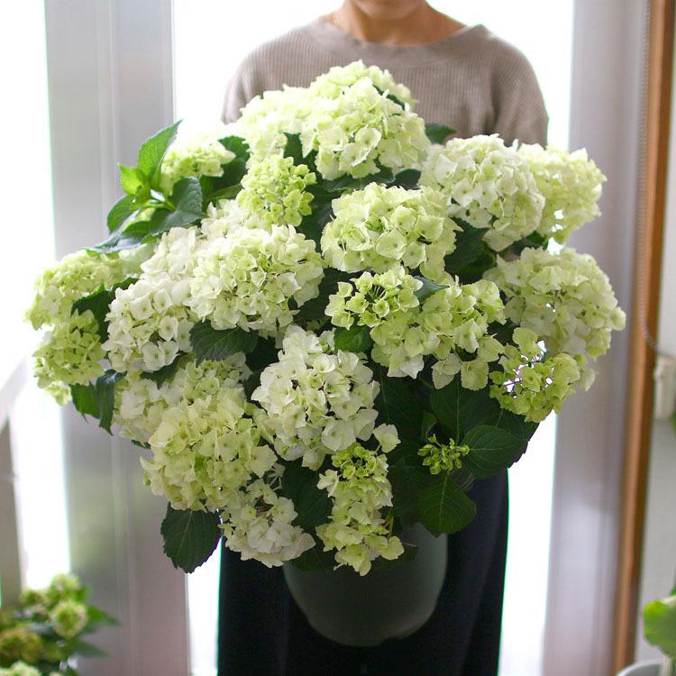 色変わり進行中 秋色アジサイ 品種 マジカルシリーズ マジカル ハイドランジア マジカルノブレス ８号鉢 Hati Ajisai Maginobu 花うるる ハンギング 寄せ植え通販 通販 Yahoo ショッピング