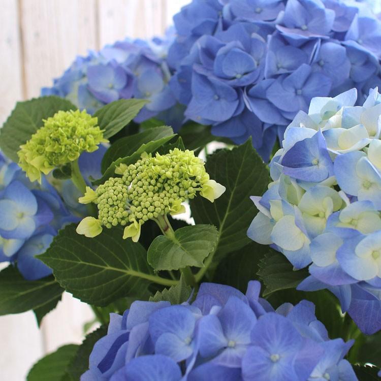 秋色アジサイ [品種：マジカルシリーズ マジカル ハイドランジア