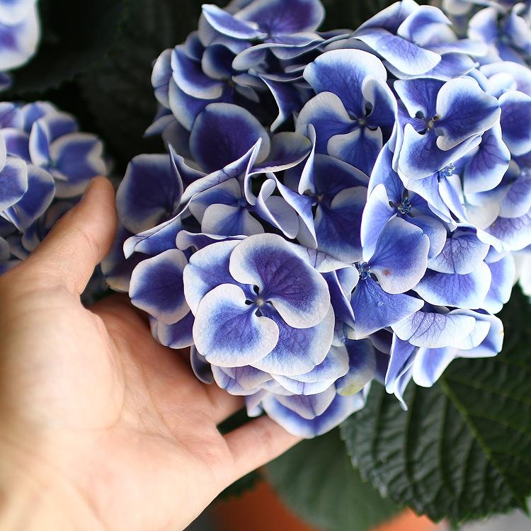 アジサイ　紫陽花　美しい青系色　特大８号鉢大株 開花終了剪定ずみ アジサイ 紫陽花 美しい青系色 特大8号鉢大株 開花終了剪定ずみ