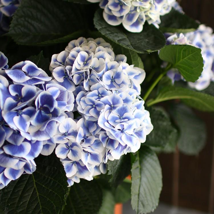 秋色アジサイ [品種： ハイドランジア マース] 8号鉢 紫陽花