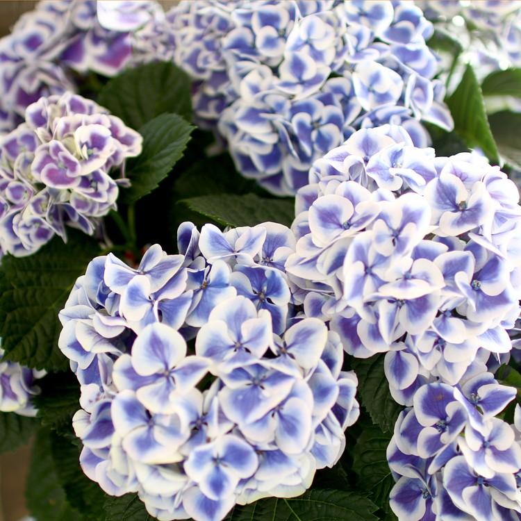 秋色アジサイ [品種： ハイドランジア マース] 8号鉢 紫陽花