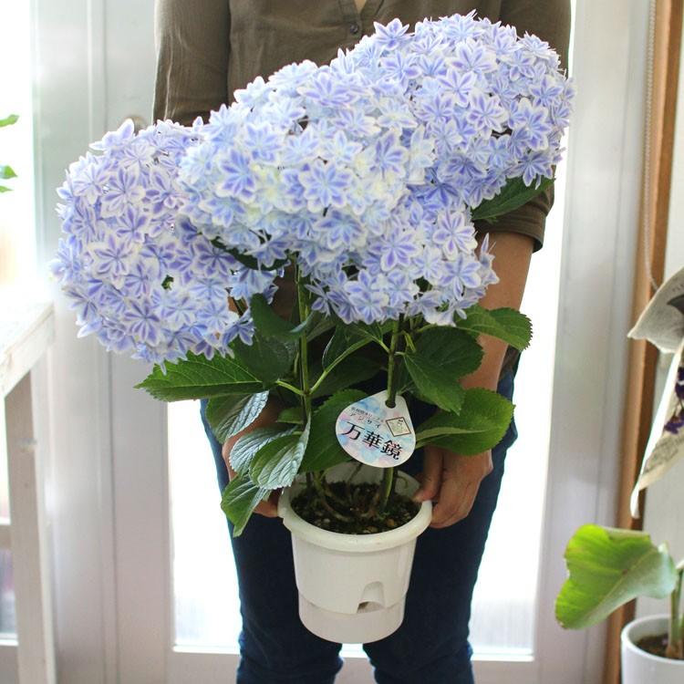 オペラ ひどく 送る 紫陽花 万華鏡 鉢植え 徹底 是正 受け入れる