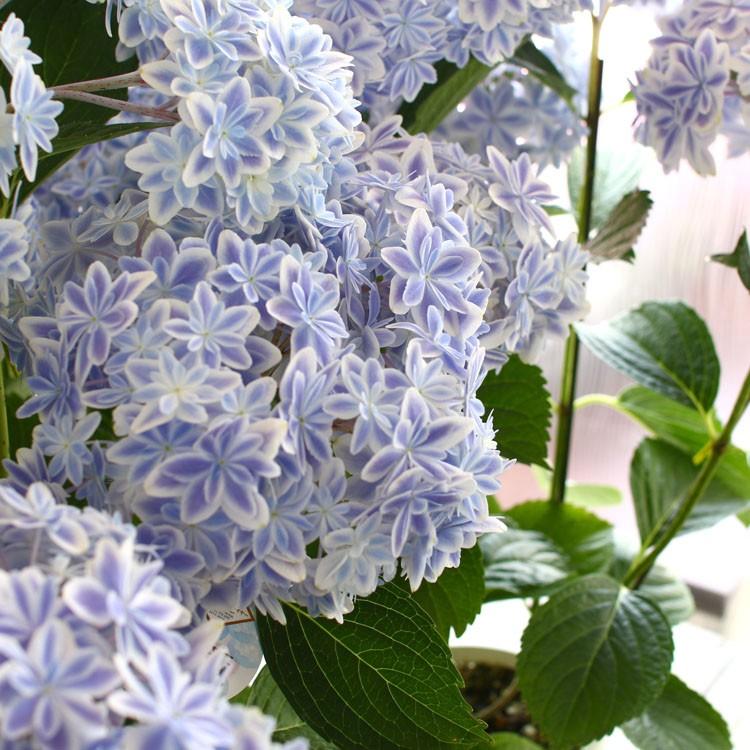 あのレア品種が少量入荷 アジサイ 万華鏡 ブルー ５号鉢 フラワーオブザイヤー受賞の島根オリジナルアジサイ 鉢植え ギフト 山 あじさい アジサイ 紫陽花 Hati Ajisai Mgkyo 花うるる ハンギング 寄せ植え通販 通販 Yahoo ショッピング