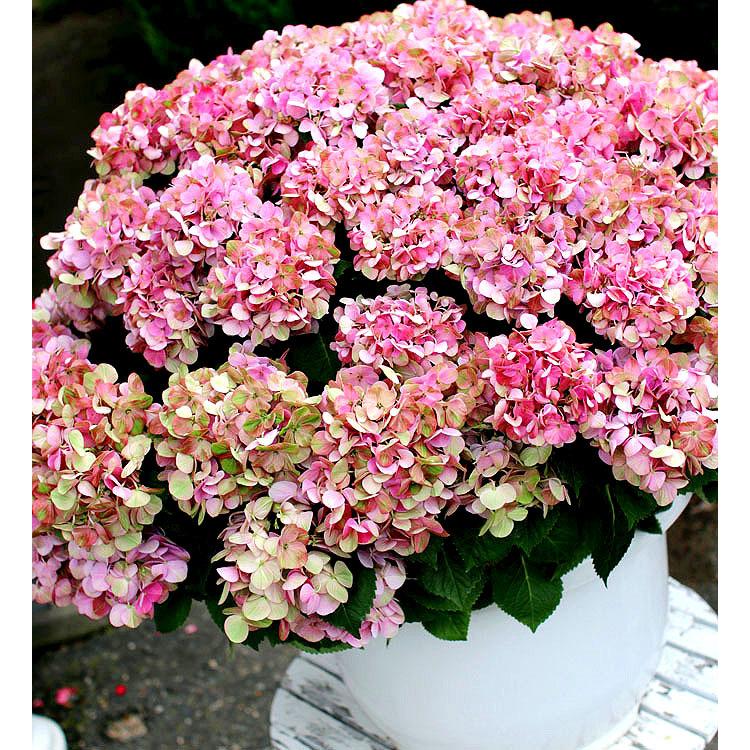 セール中！2鉢価格！スプラッシュ グリーンファイア 紫陽花 アジサイ