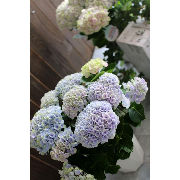 秋色アジサイ 品種 マジカルシリーズ マジカル ハイドランジア マジカルレボリューション マーブル ５号鉢 紫陽花 Hati Ajisai Mrmarble5 花うるる ハンギング 寄せ植え通販 通販 Yahoo ショッピング