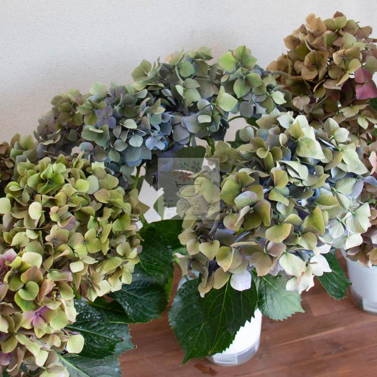 訳あり売り尽くし品／秋色アジサイの匠「鬼木氏」の極レア秋色