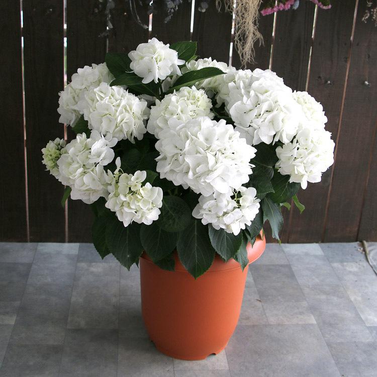 ☆ハイドランジア☆アジサイ☆☆8号鉢☆希少☆ 秋色アジサイ [品種：ハイドランジア ディープレッド] 8号鉢