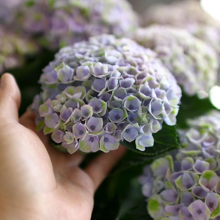 秋色アジサイ 品種 マジカルシリーズ マジカル ハイドランジア マジカルレボリューション レインボー 色変わり中 8号鉢 紫陽花 あじさい 鉢植え 品種 Hati Ajisai Rainbow 花うるる ハンギング 寄せ植え通販 通販 Yahoo ショッピング