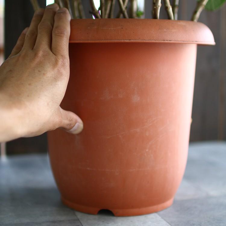 ☆ハイドランジア☆アジサイ☆マジカルレボリューション☆6号鉢☆選択可 ☆ハイドランジア☆アジサイ☆マジカルレボリューション☆6号鉢☆選択可