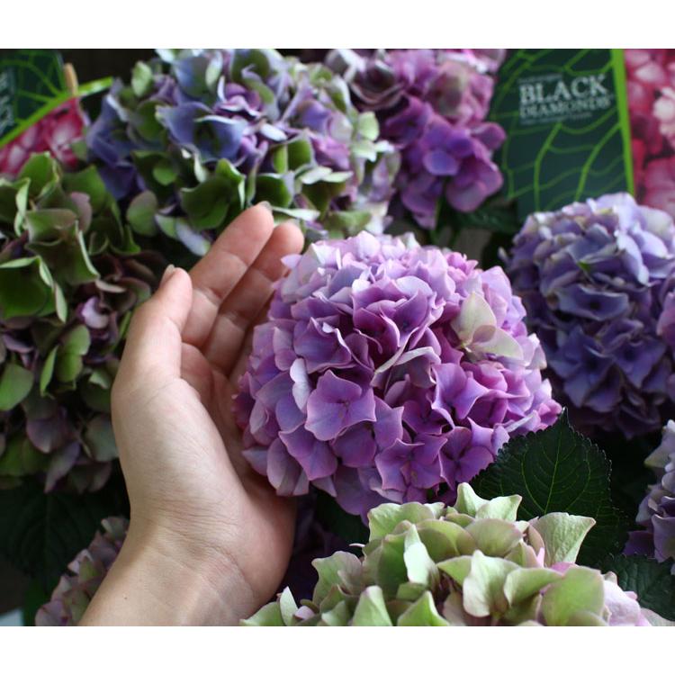 【特選】　アジサイ　5寸1種4鉢 秋色アジサイ　紫陽花 秋色アジサイ [品種： ハイドランジア レボリューション