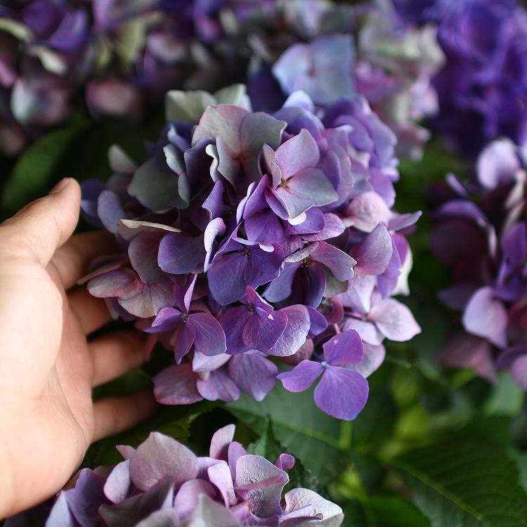 ジ*ン様 アジサイ　7種7鉢　紫陽花　秋色アジサイ 秋色アジサイ [品種： ハイドランジア レッドエンジェル] 8号鉢 紫陽花