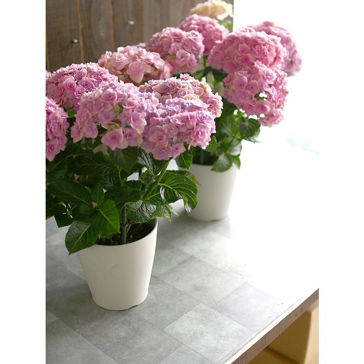 秋色アジサイ 品種 マジカルシリーズ マジカル ハイドランジア 恋愛物語 5号鉢 紫陽花 あじさい 鉢植え アジサイ 紫陽花 秋色 品種 Hati Ajisai Renaimono 花うるる ハンギング 寄せ植え通販 通販 Yahoo ショッピング