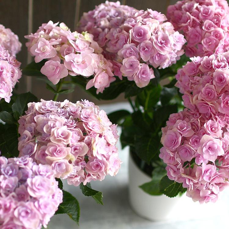 秋色アジサイ 品種 マジカルシリーズ マジカル ハイドランジア 恋愛物語 5号鉢 紫陽花 あじさい 鉢植え アジサイ 紫陽花 秋色 品種 Hati Ajisai Renaimono 花うるる ハンギング 寄せ植え通販 通販 Yahoo ショッピング