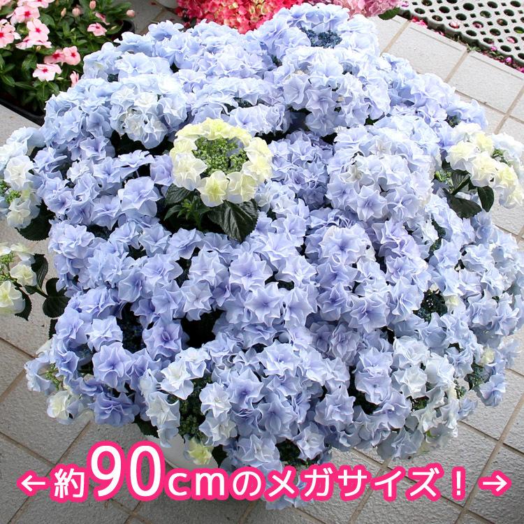 メガサイズの爆弾ボリューム！新品種アジサイ [品種：ハイドランジア