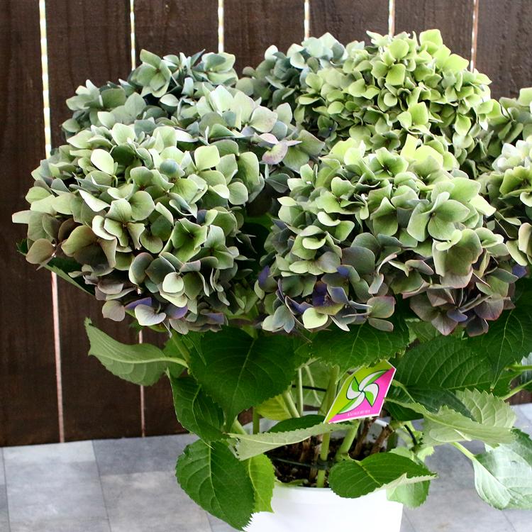 秋色アジサイ 秋色進行中 ルビー 品種 ハイドランジア ６号鉢 アンティーク 秋色 紫陽花 あじさい 鉢植え アジサイ 紫陽花 秋色 品種 Hati Ajisai Ruby 花うるる ハンギング 寄せ植え通販 通販 Yahoo ショッピング