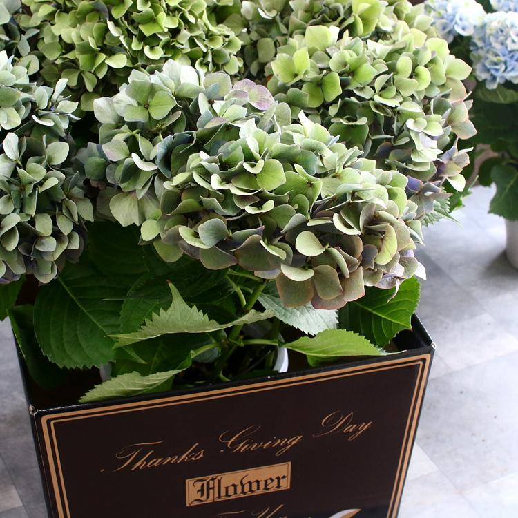 秋色アジサイ 秋色進行中 ルビー 品種 ハイドランジア ６号鉢 アンティーク 秋色 紫陽花 あじさい 鉢植え アジサイ 紫陽花 秋色 品種 Hati Ajisai Ruby 花うるる ハンギング 寄せ植え通販 通販 Yahoo ショッピング