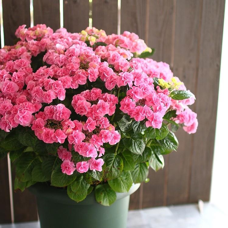 秋色アジサイ 品種 ハイドランジア 最高の晩餐 10号鉢 紫陽花 あじさい 鉢植え アジサイ 紫陽花 秋色 品種 Hati Ajisai Saiban 花うるる ハンギング 寄せ植え通販 通販 Yahoo ショッピング