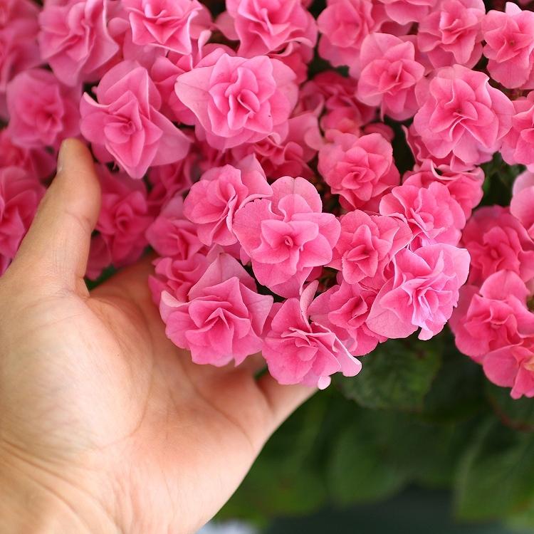 秋色アジサイ [品種： ハイドランジア 最高の晩餐] 10号鉢 紫陽花