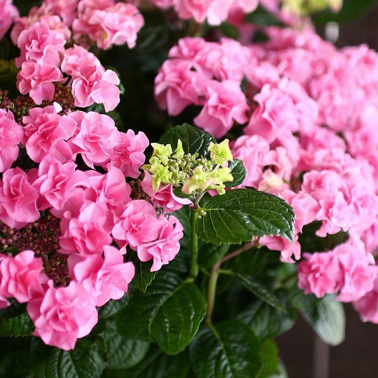 秋色アジサイ [品種： ハイドランジア 最高の晩餐] 10号鉢 紫陽花