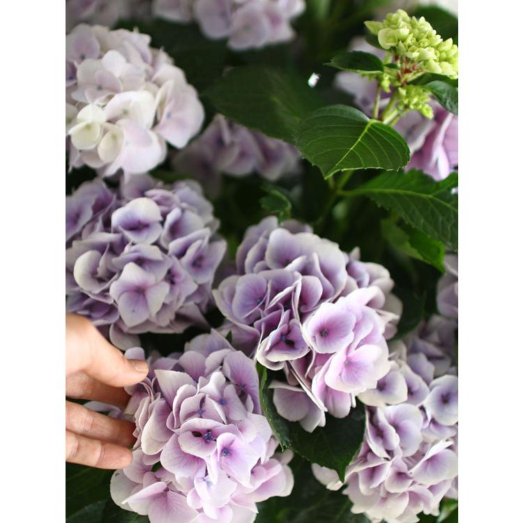 秋色アジサイ 品種 ハイドランジア シルクサファイヤ 新入荷 流行 ８号鉢 紫陽花 鉢植え アジサイ あじさい 品種 秋色