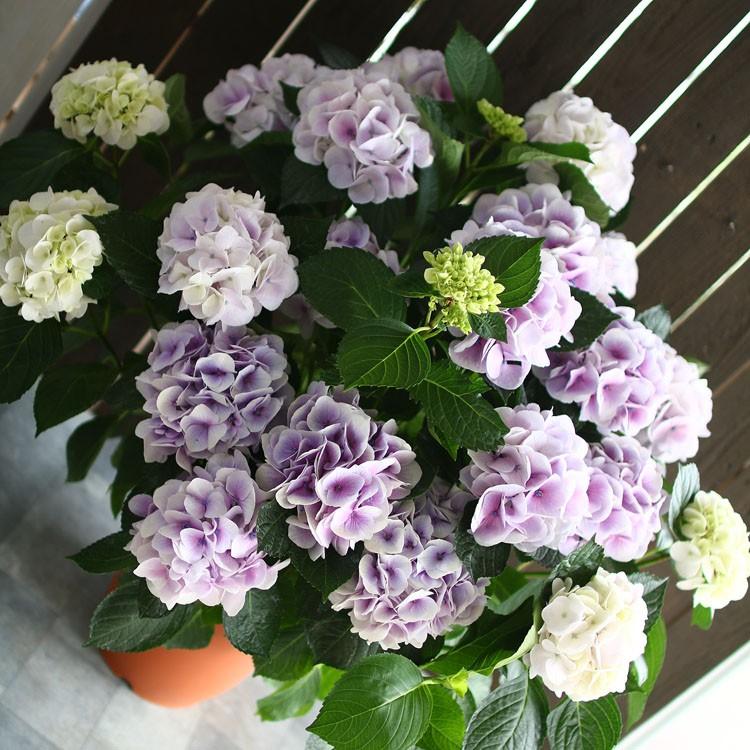 秋色アジサイ 品種 ハイドランジア シルクサファイヤ 新入荷 流行 ８号鉢 紫陽花 鉢植え アジサイ あじさい 品種 秋色