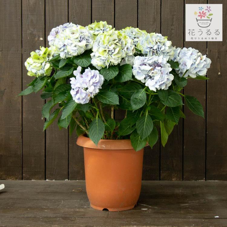 処分売り尽くし 秋色アジサイ 品種 ハイドランジア シルクサファイヤ ８号鉢 紫陽花 あじさい 鉢植え アジサイ 紫陽花 秋色 品種 Hati Ajisai Ssapphire 花うるる ハンギング 寄せ植え通販 通販 Yahoo ショッピング