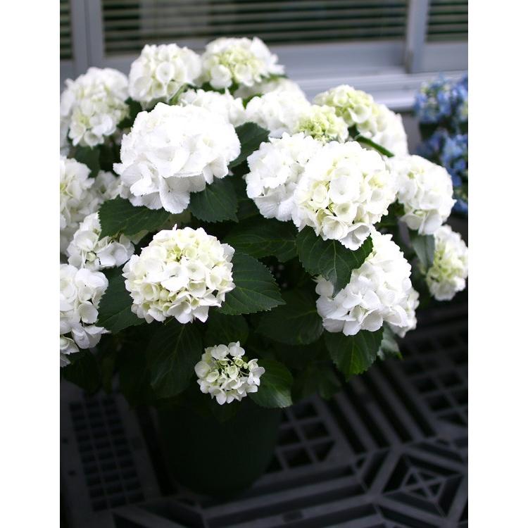 22特集 紫陽花 アジサイ 鉢植え あじさい ギフトやご自宅用に 秋色 品種 秋色 紫陽花 アジサイ 鉢植え 紫陽花 あじさい アンティーク ８号鉢 シュガーホワイト ハイドランジア マジカル 品種 マジカルシリーズ 秋色アジサイ 品種 生花 Www Aievac Org Mx