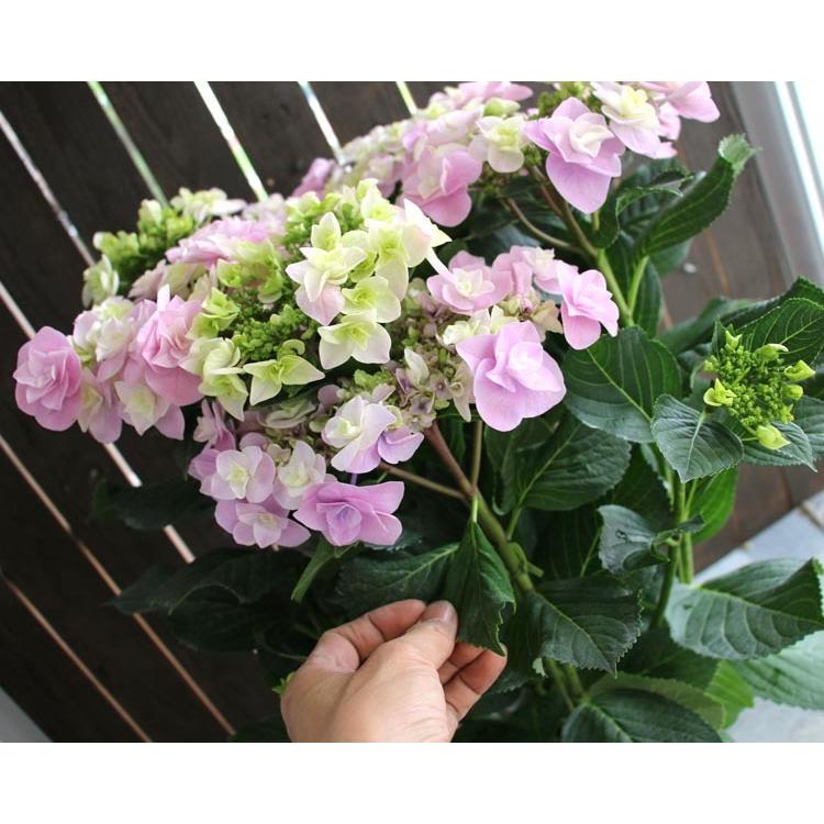 秋色アジサイ [品種：ハイドランジア 巴(ともえ) ] 7号鉢 紫陽花